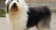 长须牧羊犬,历史悠久的牧羊犬种，友善活泼的家庭伴侣