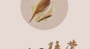 娱乐圈精莺,精莺展翅，演绎璀璨星途